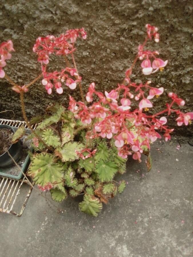 Begonia 4