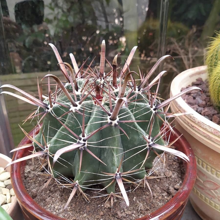 Cactus a botte uncino 19