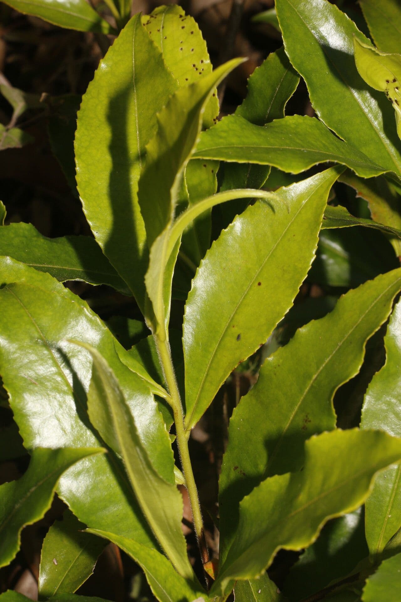 Gordonia arbustiva 11