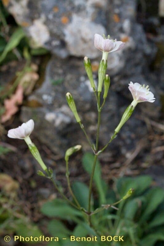 Silene longicilia 6
