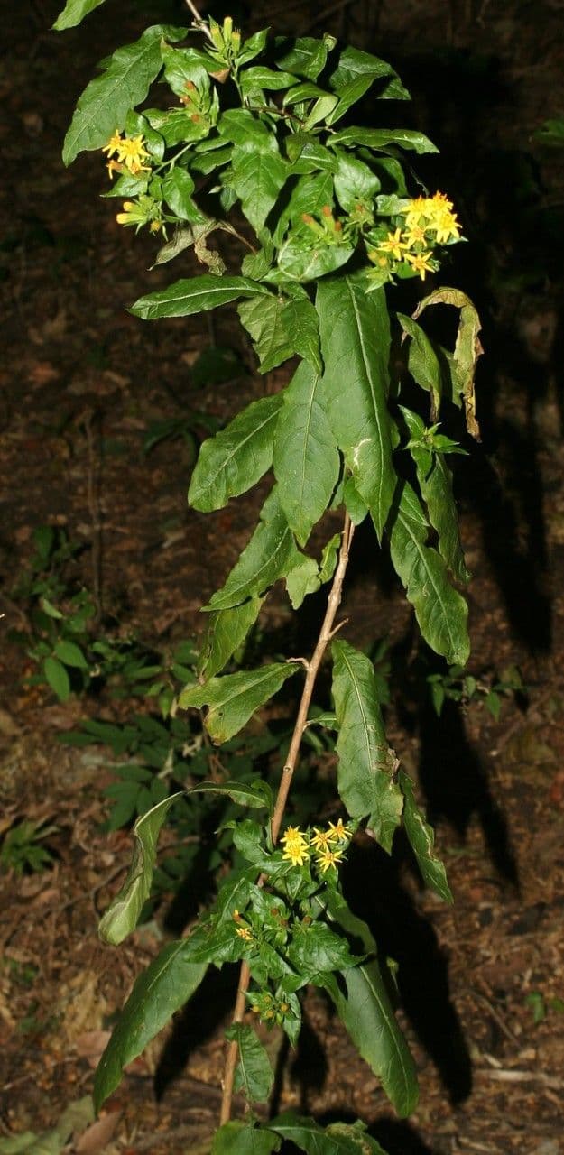 Trixis inula 8