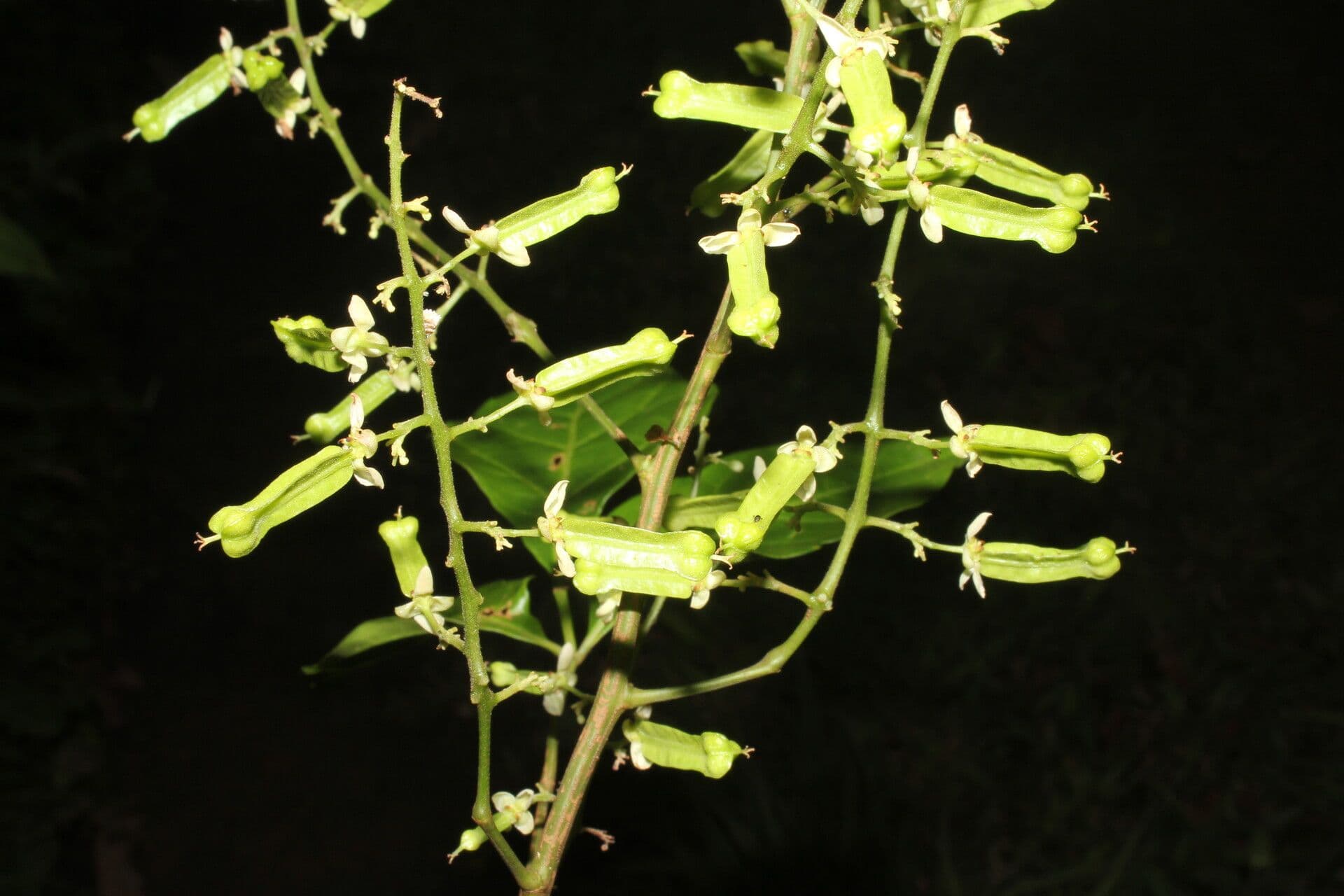 Serjania