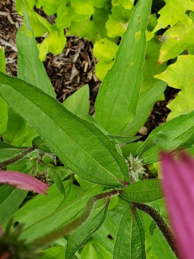 Echinacea del Tennessee 14