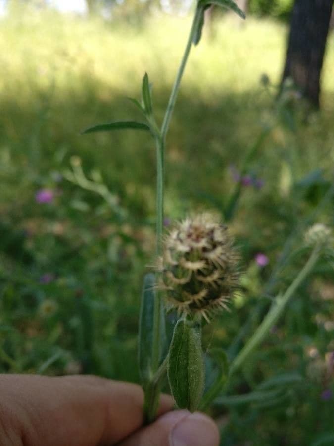 Pochvatec