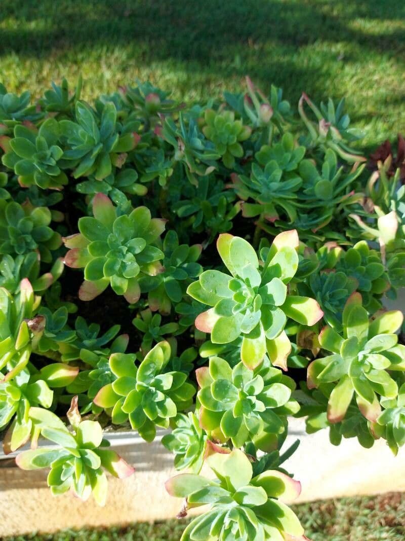 Sedum 16