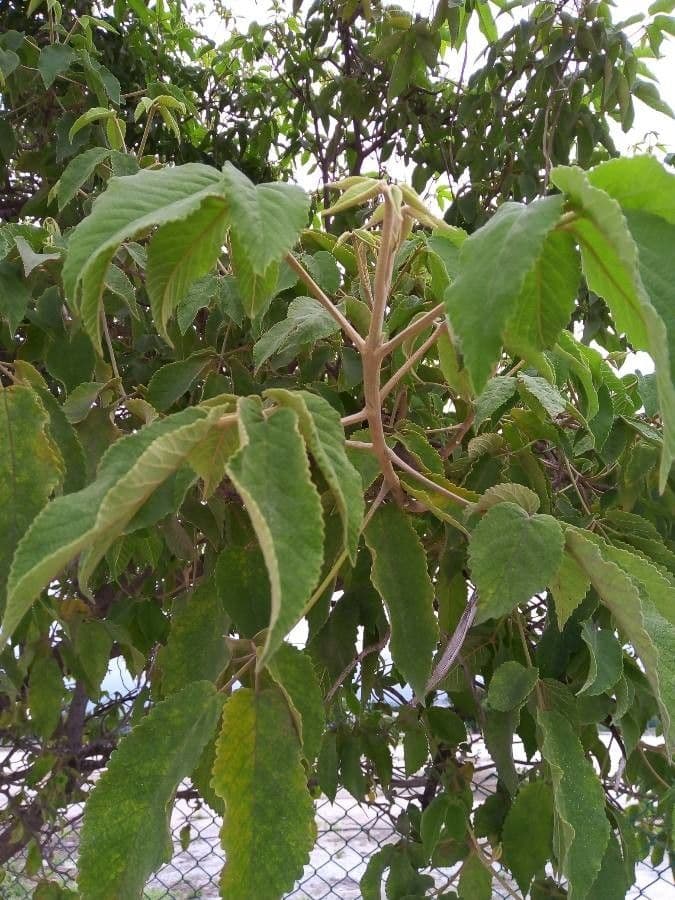 Roseodendron 4