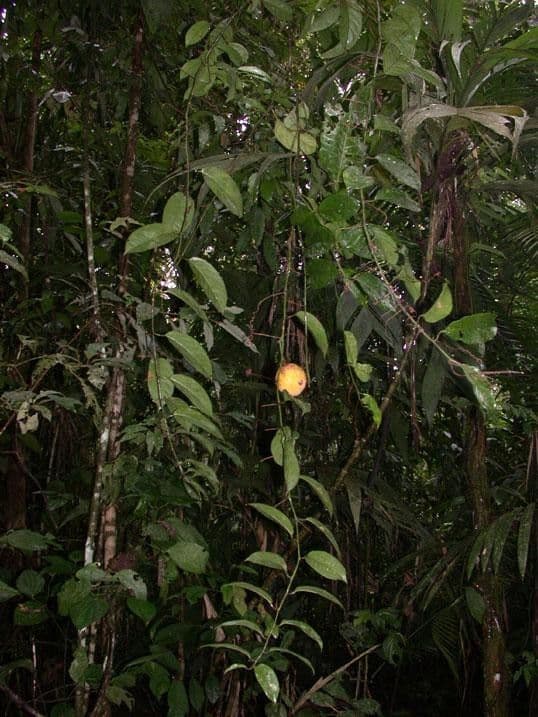 Passiflora ambigua 12