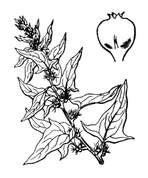 Spinaci 24