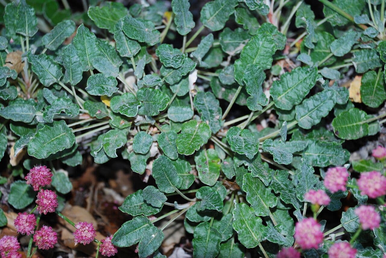 Große Buckel-Knöterich 14