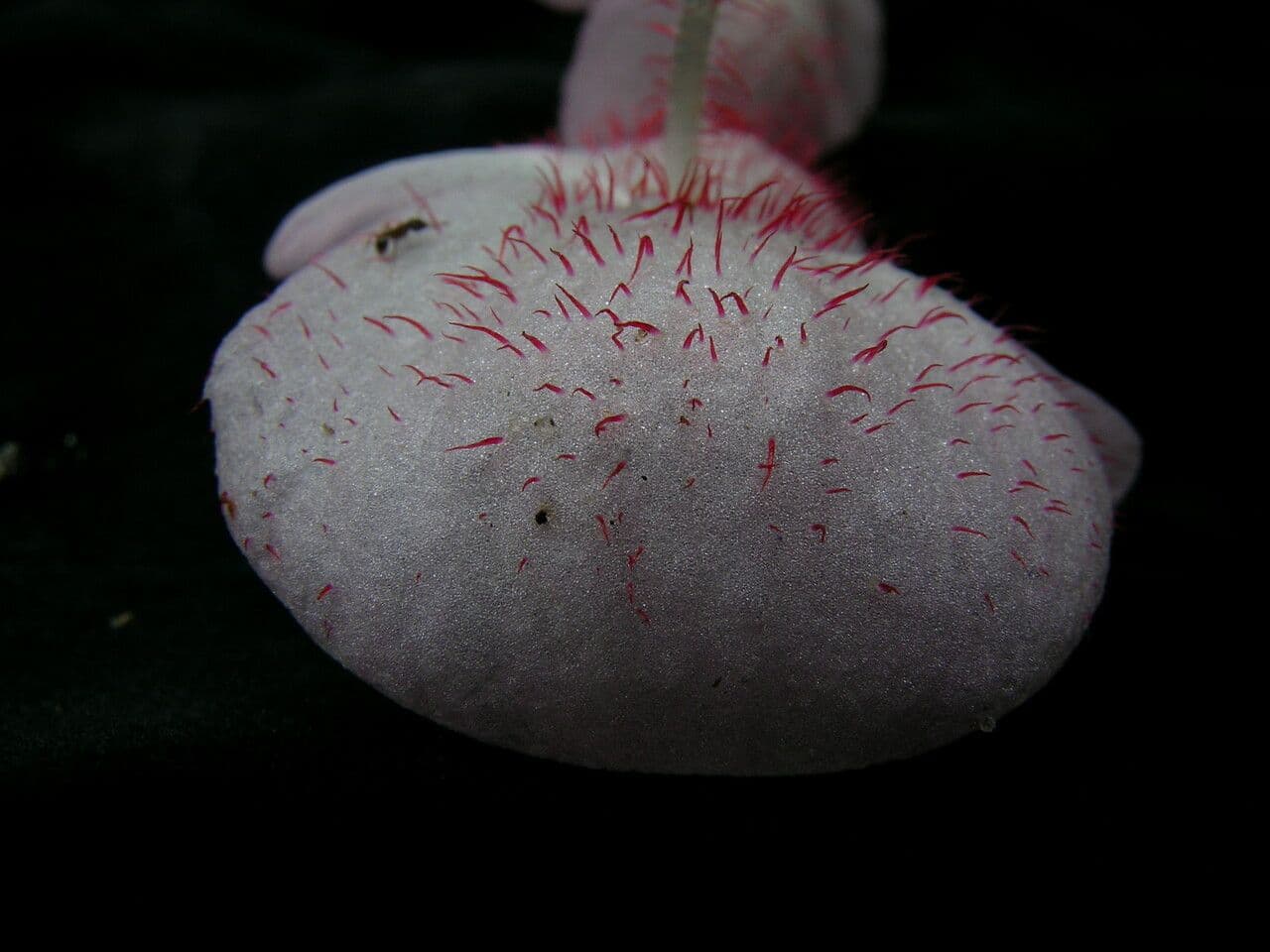 Begonia dipinta 2