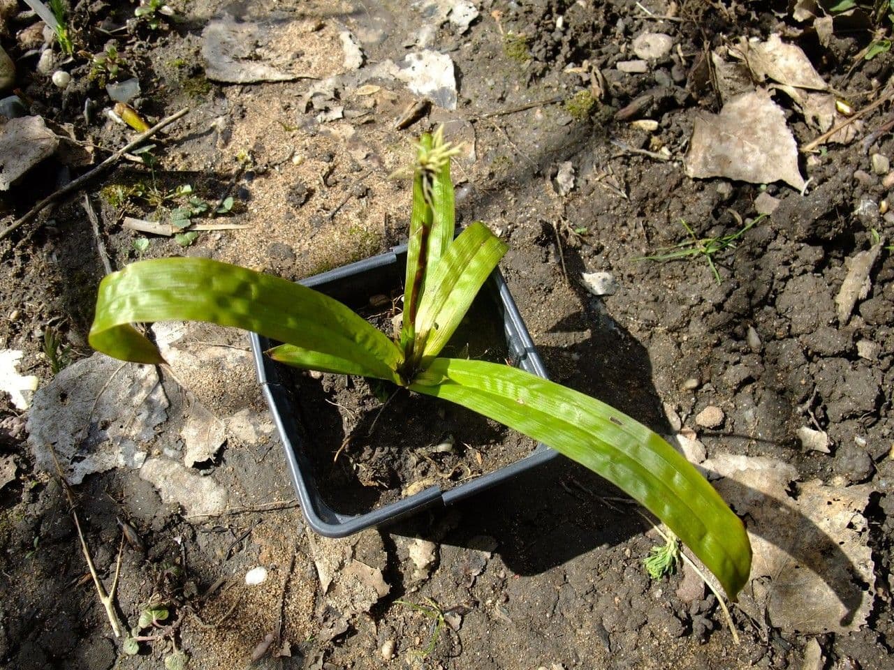 Plantainleaf sedge 6