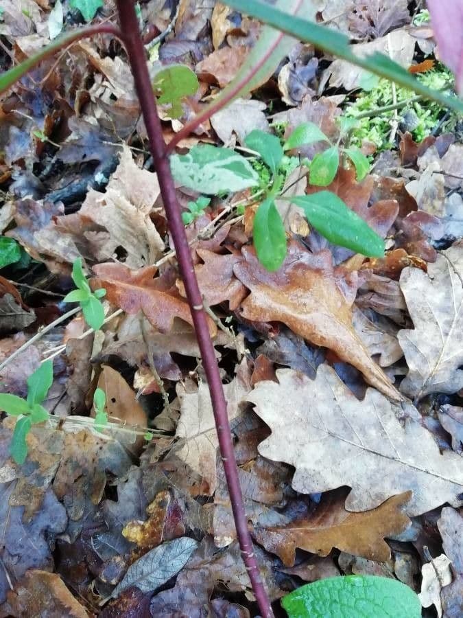 Euphorbe des bois 21