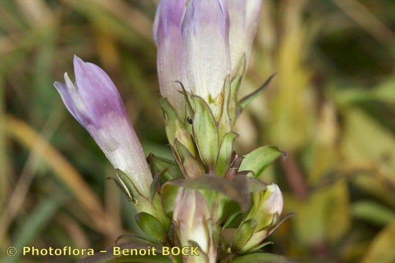 Genziana tedesca
