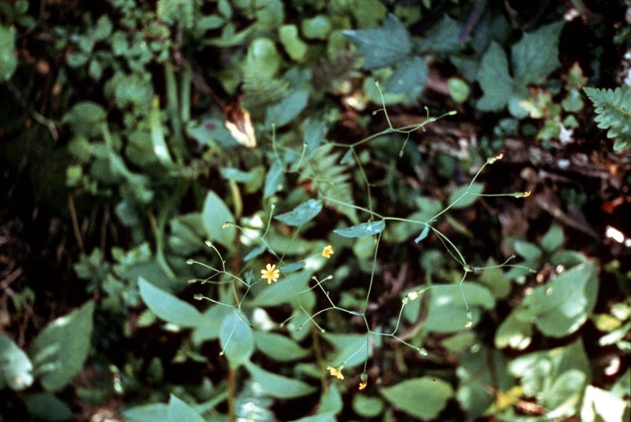 Hieracium paniculatum 8