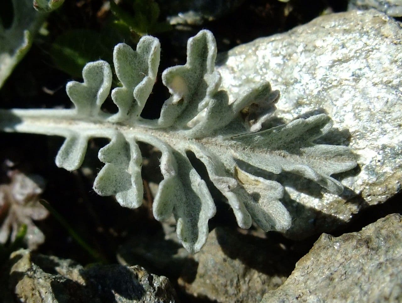 Senecio grigio 23