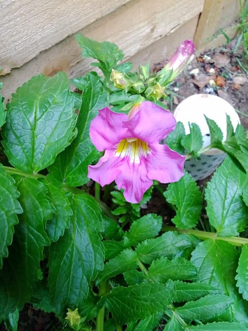 Fiore trombetta cinese 4