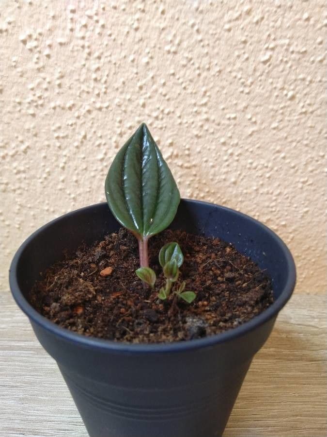 Peperomia 14