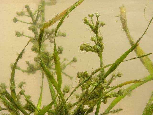 Alisma gramineo 9