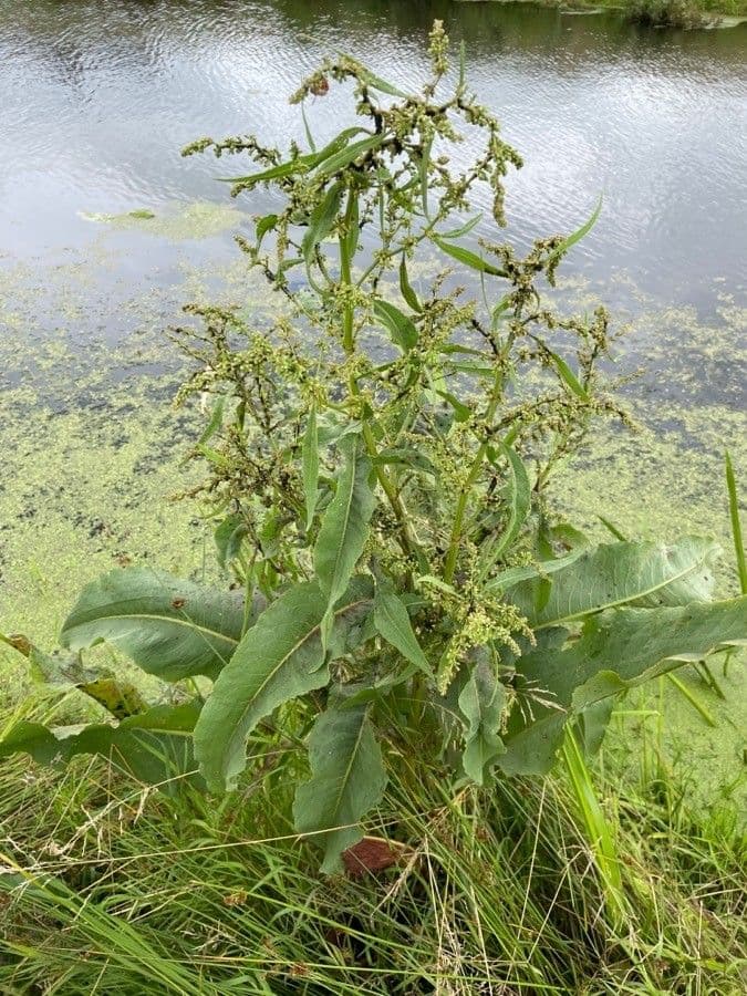 Fluss-Ampfer 19