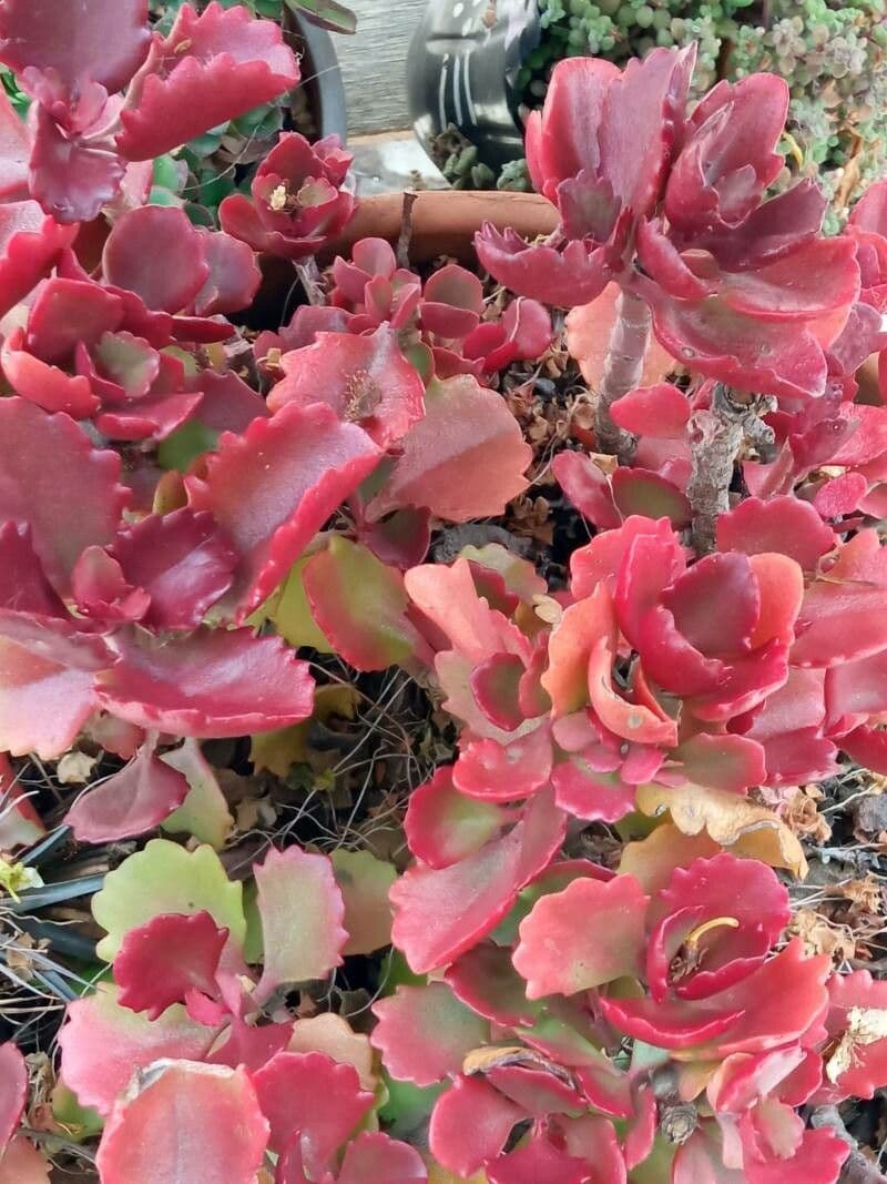 Kalanchoe esagonale 10