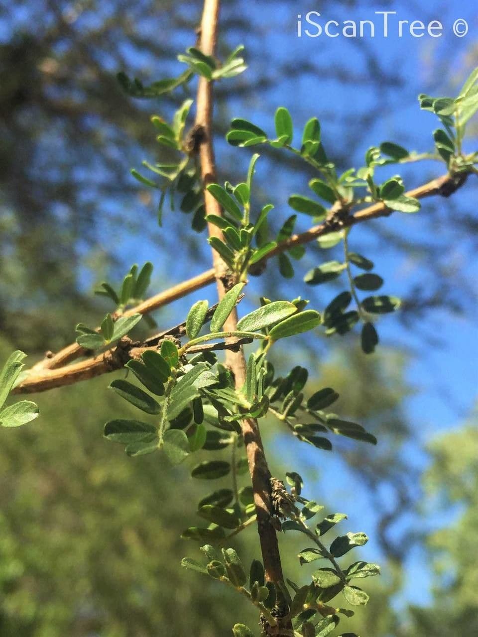 Ormocarpum 18