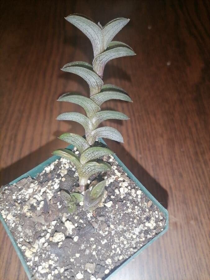 Callisia 4