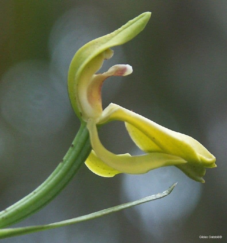 Megastylis 5