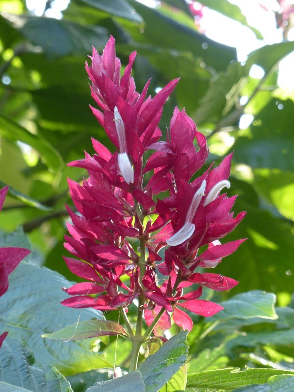 Mantello rosso brasiliano 9
