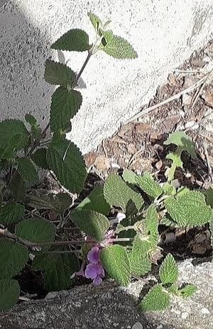 Lantana 18
