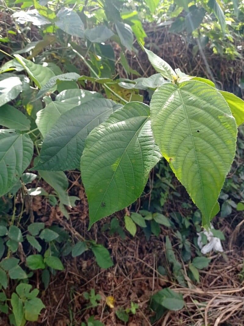 Acalypha diversifolia 3