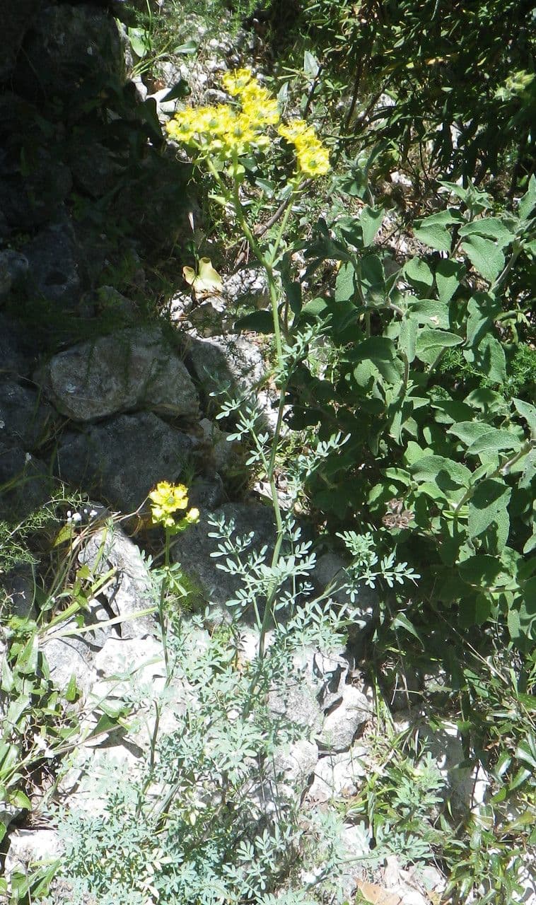 Ruta chalepska 13