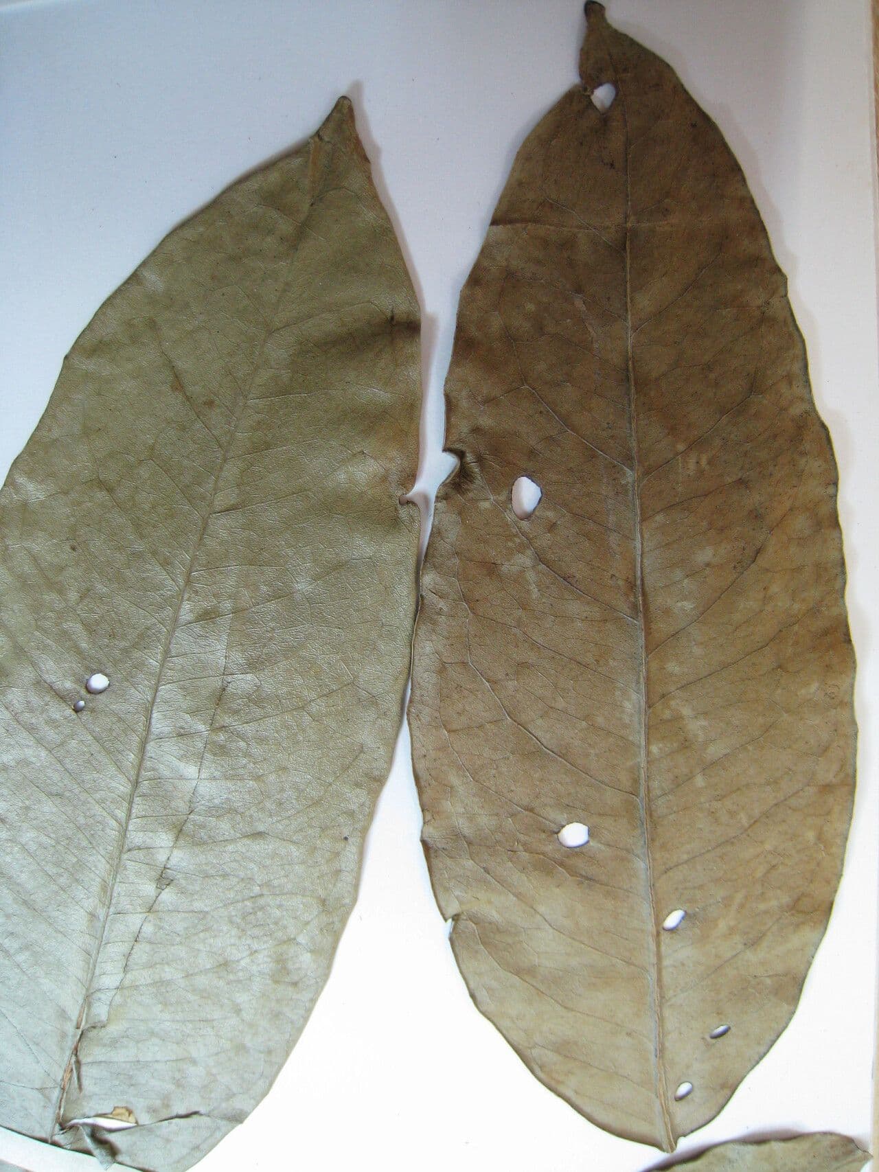 Tontelea attenuata 3