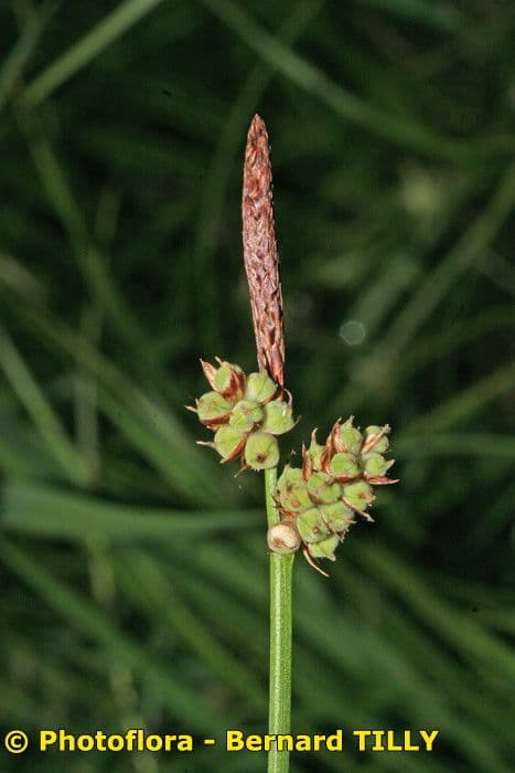 Sedge 21