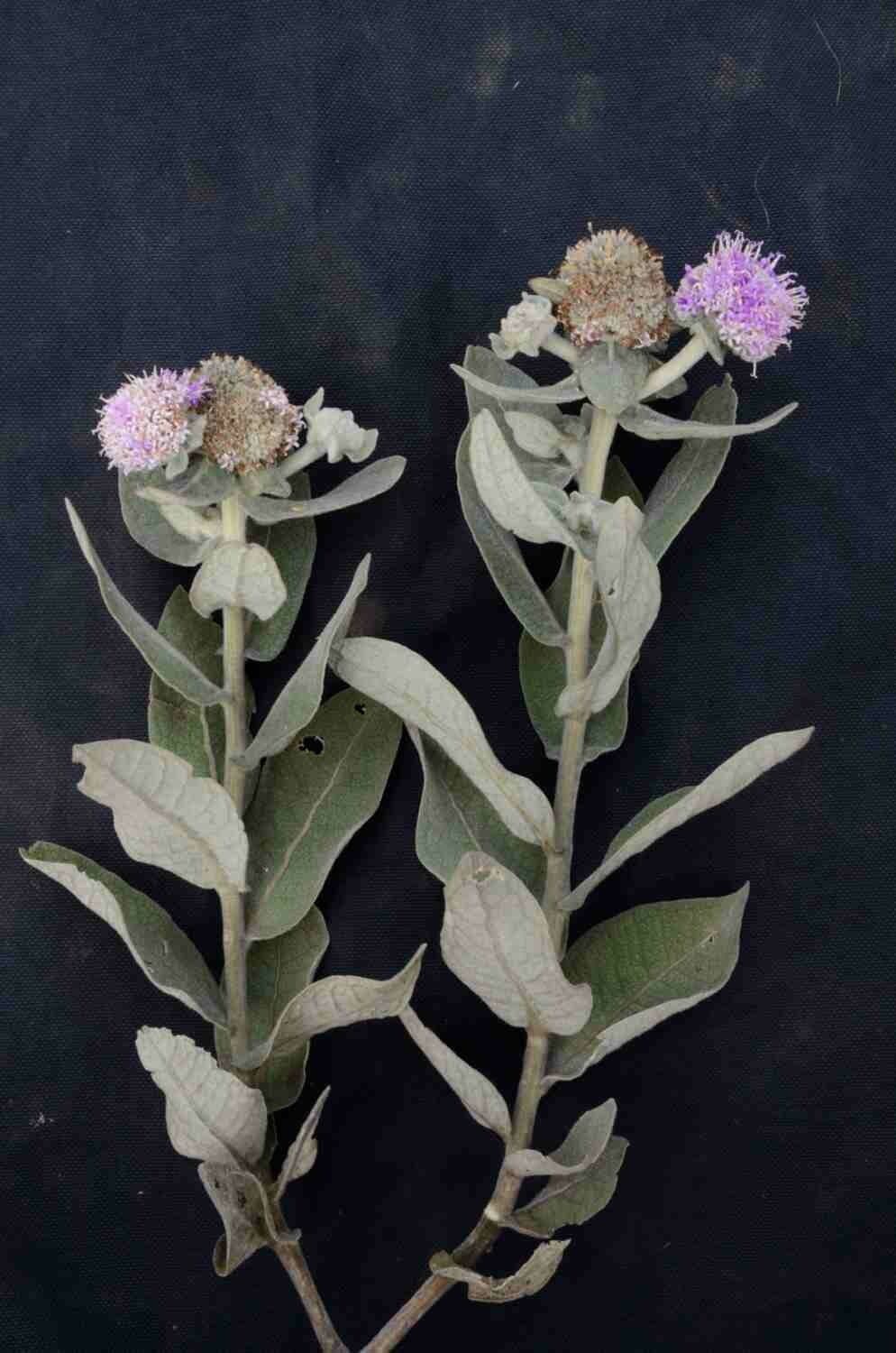 Eremanthus 10