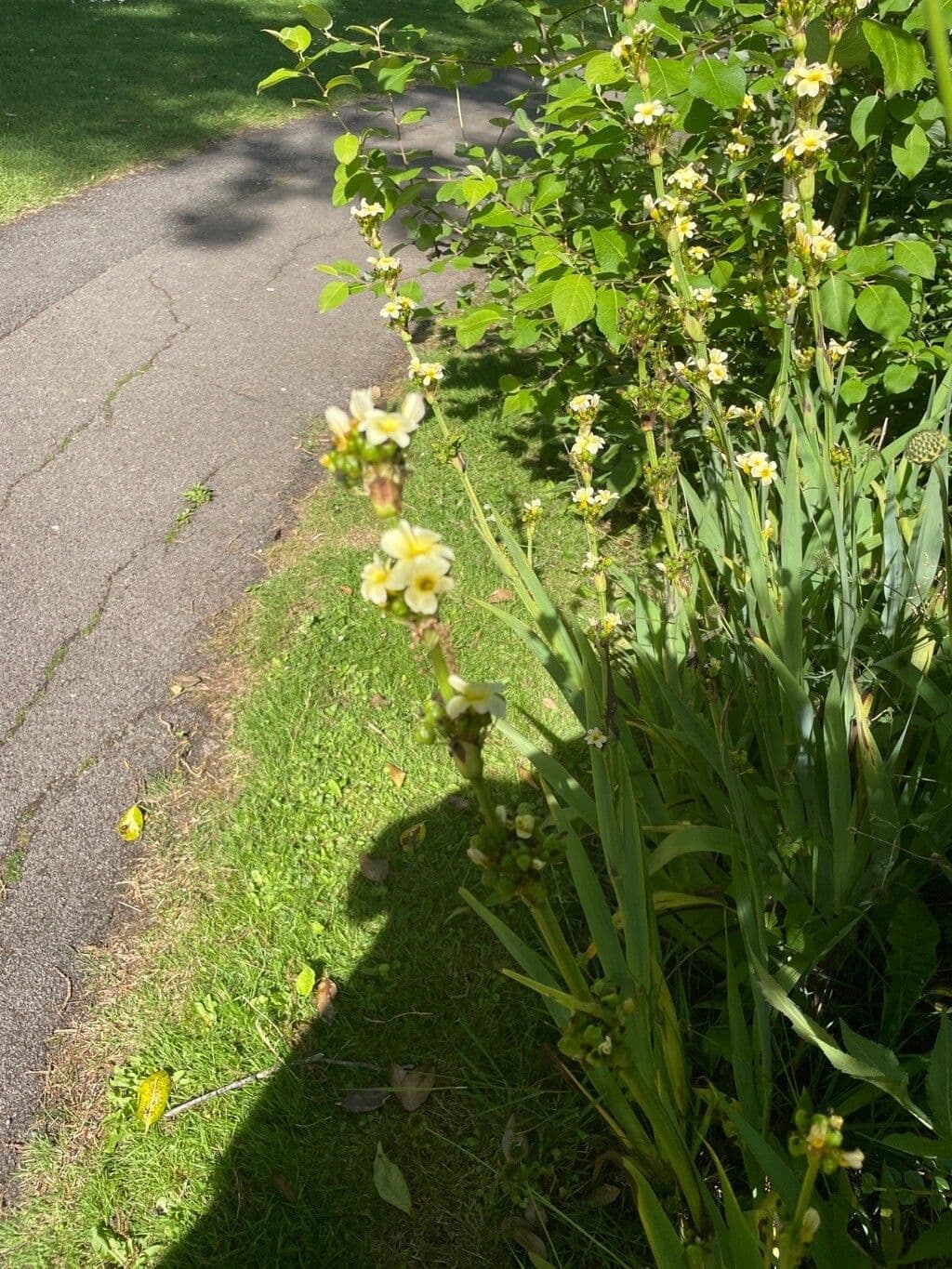 Sisyrinchium striato 11