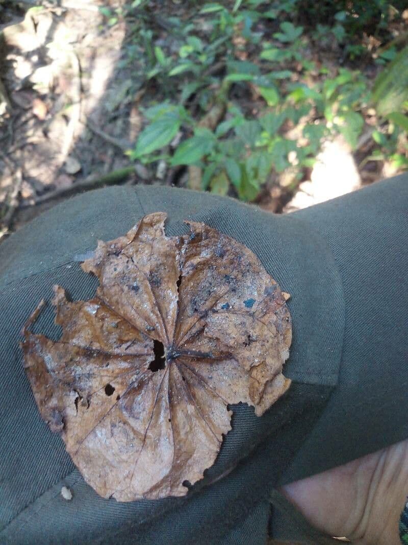 Chaunochiton
