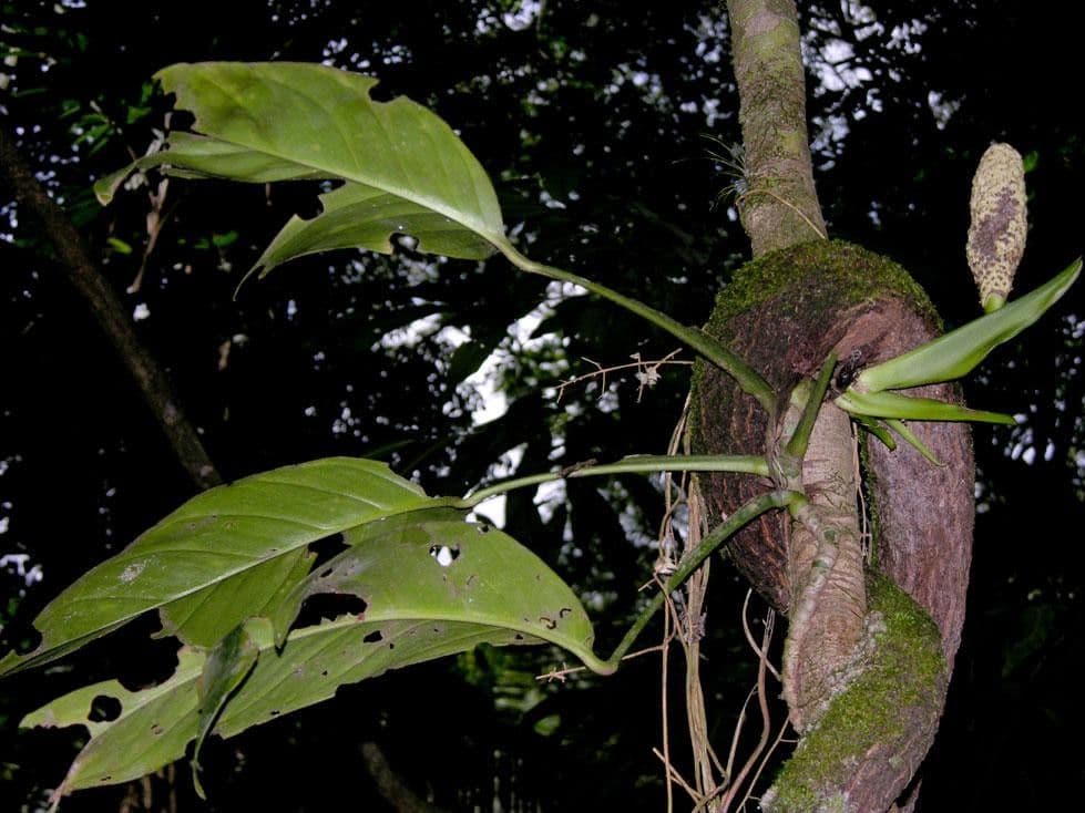 Monstera 11