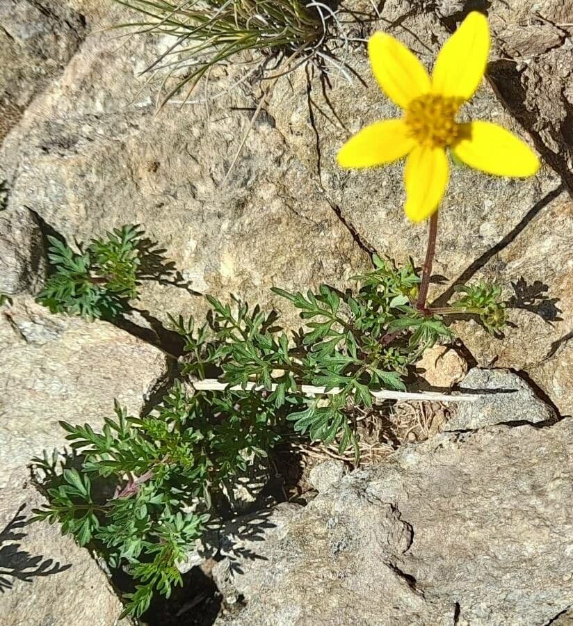 Bidens a tre nervature 10