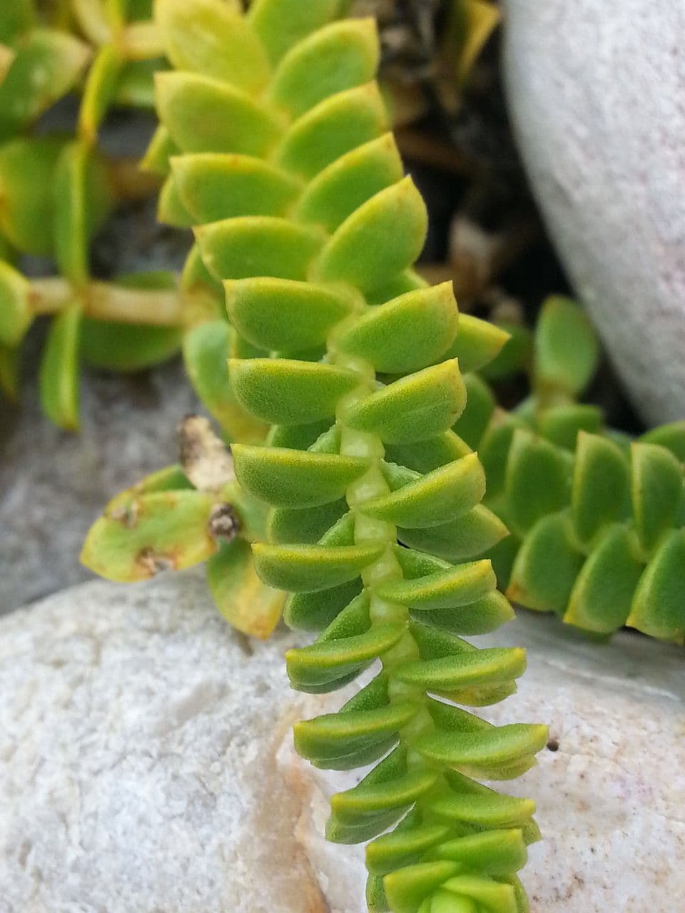 Onchenia 24