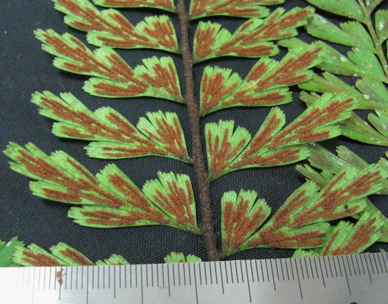 Asplenium praemorsum 5