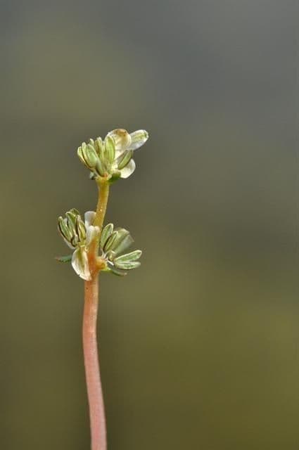 Wechselblütiges Tausendblatt 8