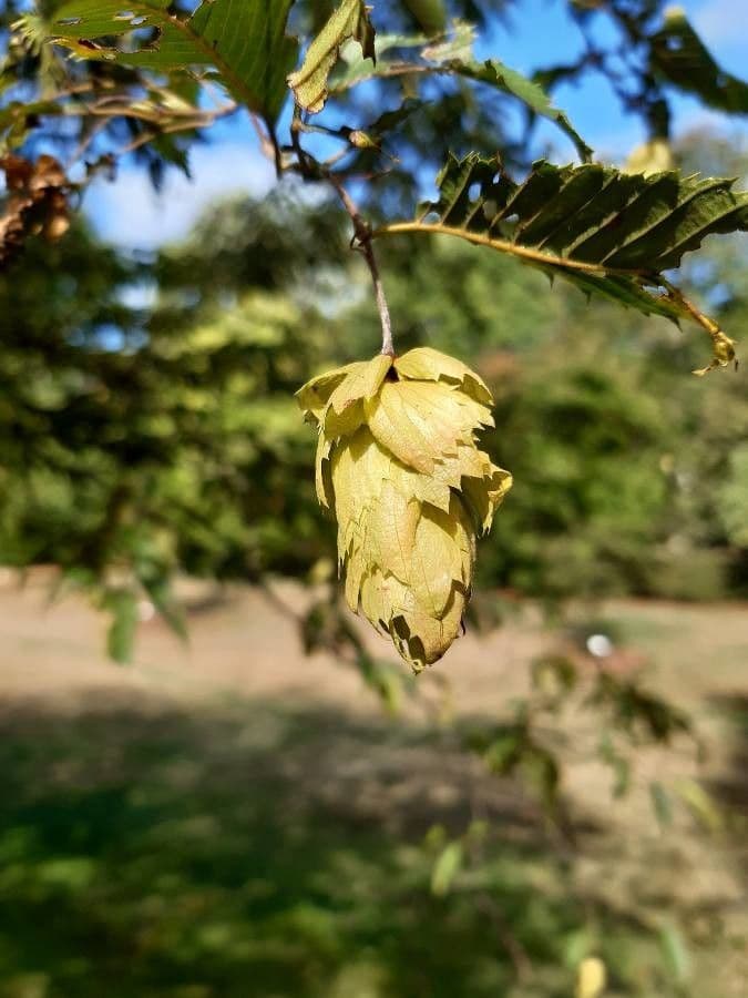 Carpinus japonica 2