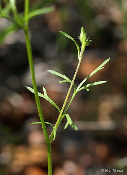 Achillea-Gilie 7