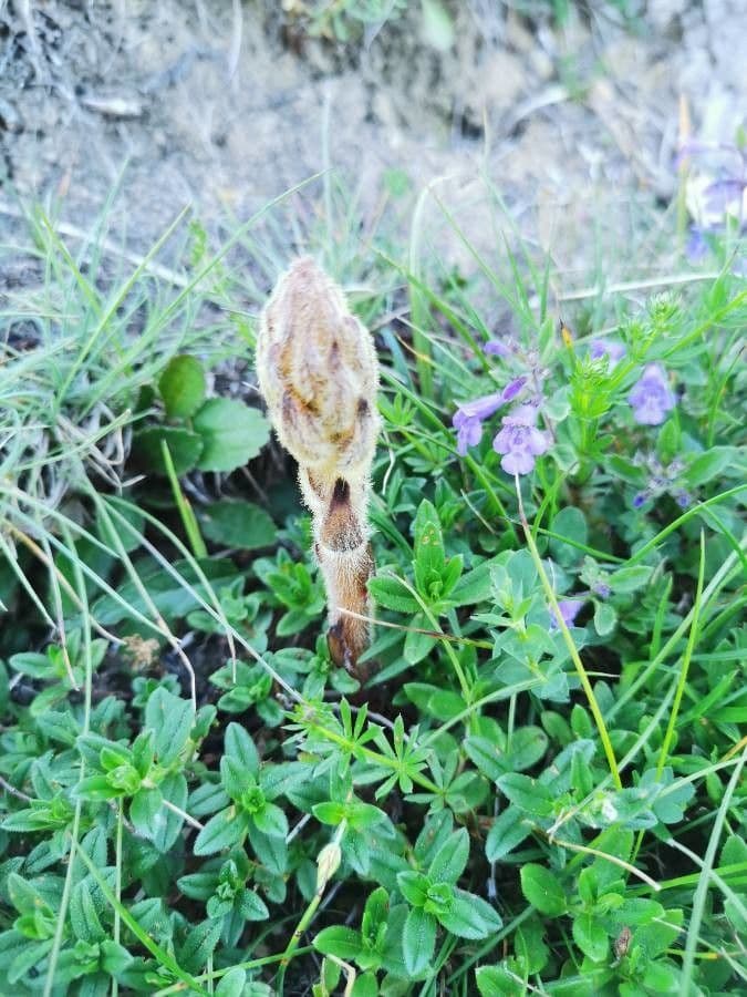 Succiamele garofanato 16