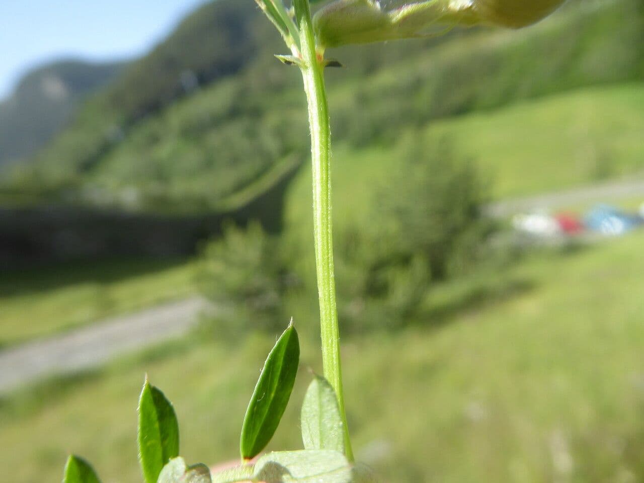 Vesce jaune 21