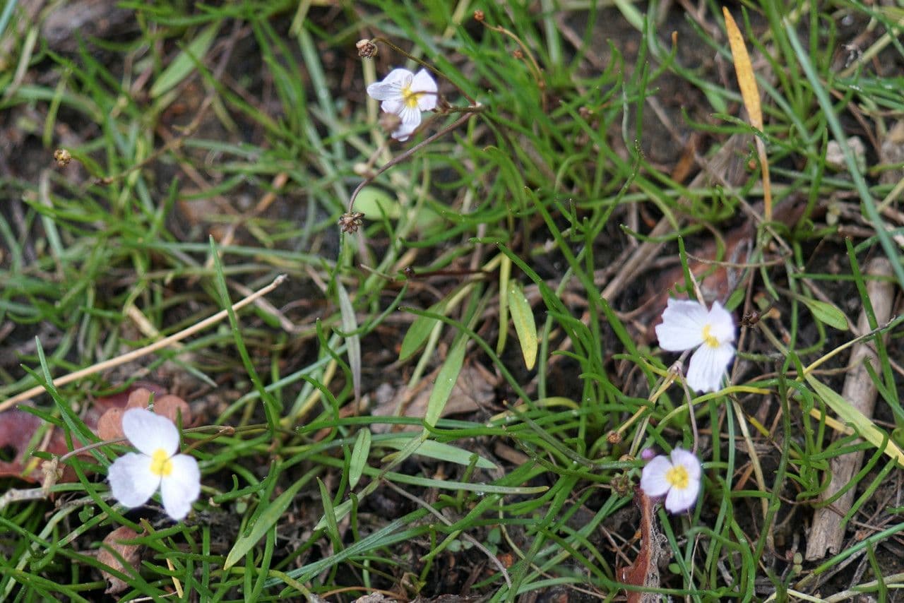 Alisma ranuncoloide 11