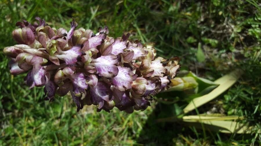 Orchis géant 7