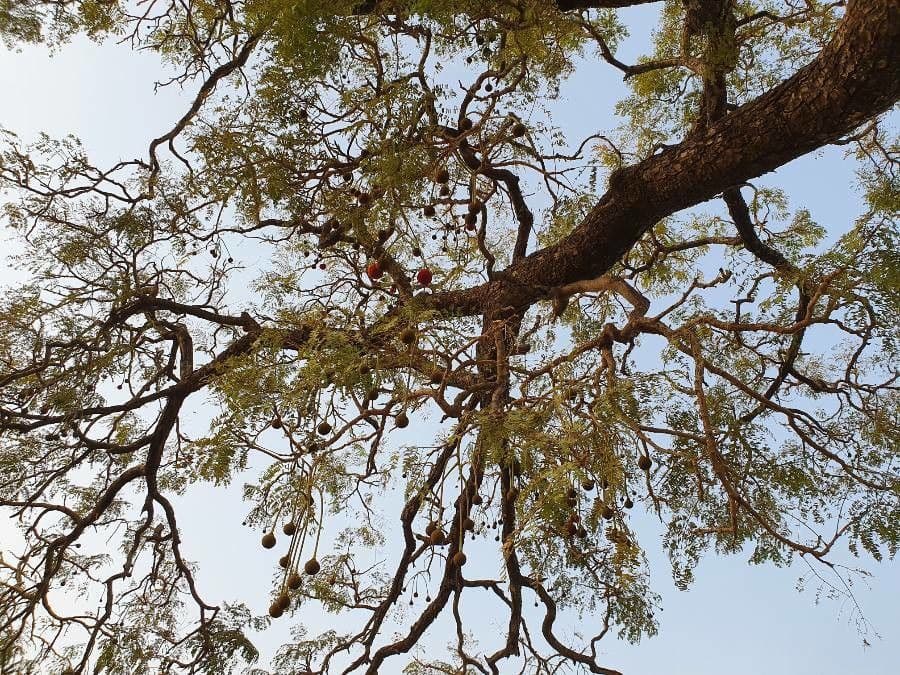 Parkia biglobosa 8