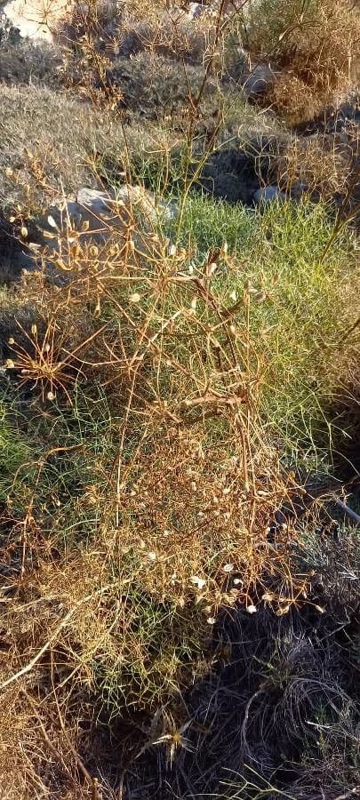 Peucedanum paniculatum