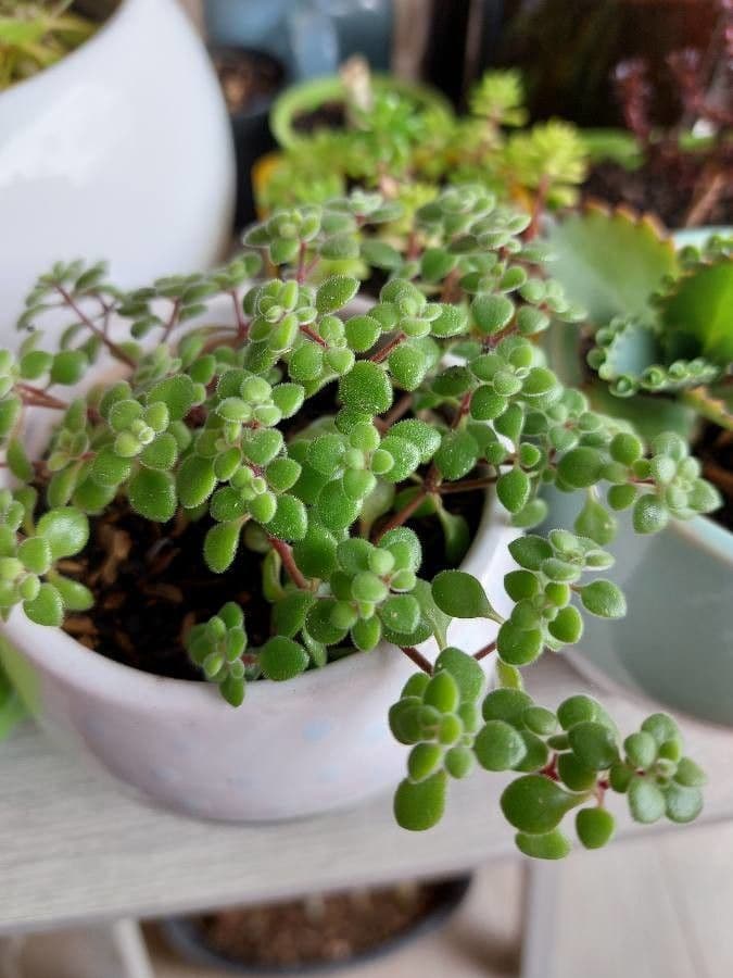 Crassula expansa 12